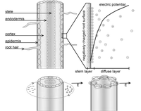 Schematischer Doppelschichtaufbau auf der Wurzeloberfläche (oben) und das konzeptionelle Modell für die Wurzelpolarisation (unten).