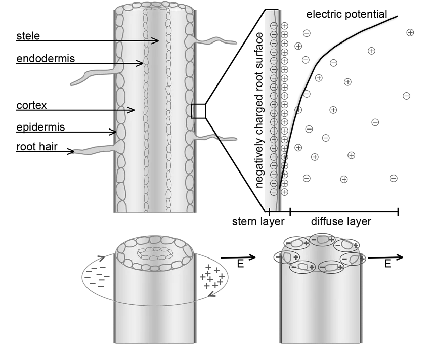 Schematischer Doppelschichtaufbau auf der Wurzeloberfläche (oben) und das konzeptionelle Modell für die Wurzelpolarisation (unten).