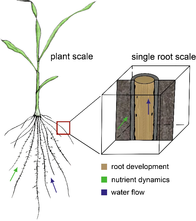 Skizze des Upscaling-Prozesses von der Einzelwurzelskala auf die Pflanzenskala für Boden-Wurzel-Prozesse und die daraus resultierenden elektrischen Signale.