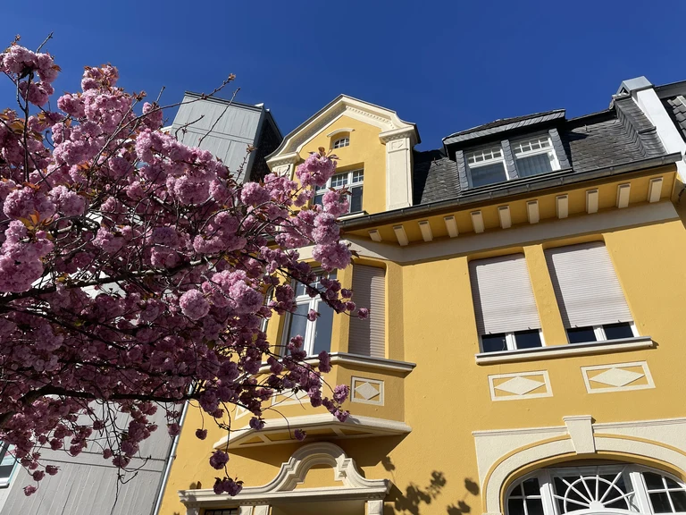 Kirschblüte Bonn